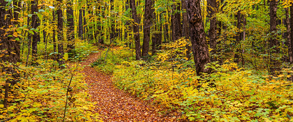 A trail covered with bright fall leaves