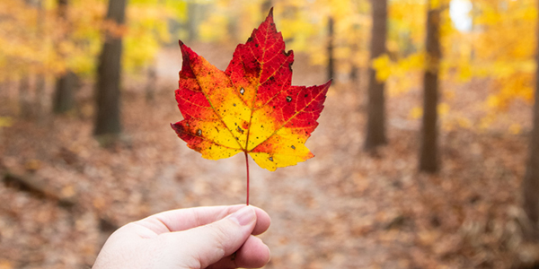 A hand holding a red leaf with a winding trail in the background