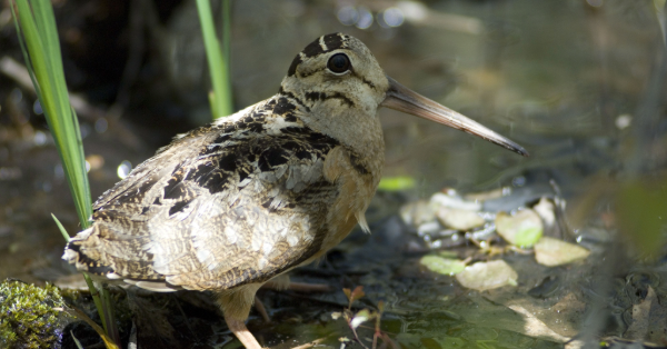 American woodcock