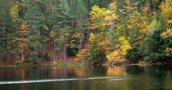 gold-, green- and orange-hued trees in the Pigeon River Country State Forest reflect off the water of a calm lake