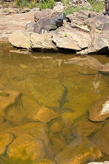 Two lake sturgeon found in an isolated pool in the West Branch Ontonagon River (Ontonagon County).