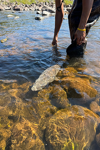 Twenty-seven lake sturgeon in total were relocated to the main channel of the West Branch Ontonagon River (Ontonagon County). 