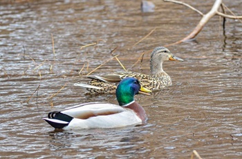 A male (with iridescent green head) and female (with mottled brown feathers) mallard duck swim through branches on the water