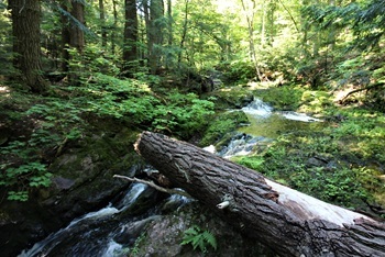 A stream surrounded by dense vegetation and fallen logs winds through a mesic northern forest in the U.P.'s Porcupine Mountains.