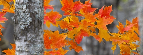 Bright orange maple leaves stand out against the brown-gray-barked trees in an Ontonagon County, Michigan, forest. 