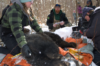 Bear workup