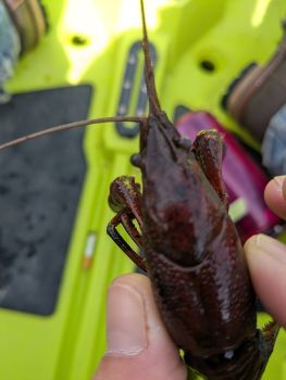 A thumb and forefinger hold a red swamp crayfish carcass, showing its head and back.