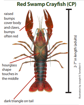 A red swamp crayfish identification key showing raised bumps on claws, hourglass carapace and dark triangle on tail.