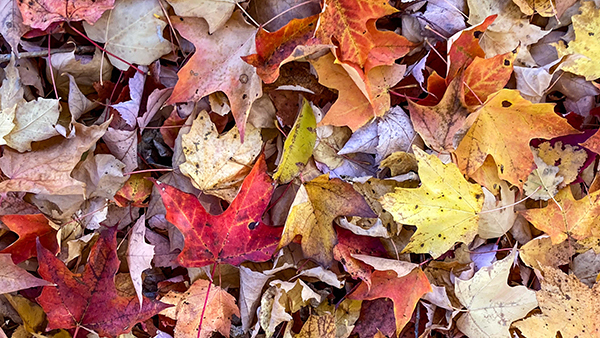 Assorted and colorful autumn leaves are shown at the base of a maple tree.