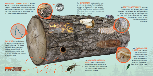 An infographic showing a log infested with Asian longhorned beetle, gypsy moth, spotted lanternfly, thousand cankers disease and others 