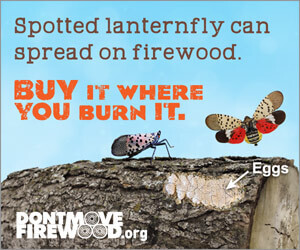 An infographic of spotted lanternfly on a log with the caption, "Spotted lanternfly can spread on firewood. Buy it where you burn it."
