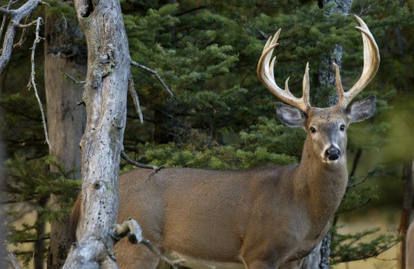 big buck