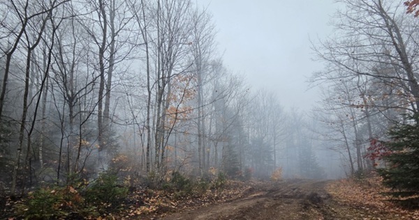heavy gray smoke hovers near the ground along a dirt-covered road lined with burned trees
