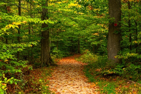 A leaf-covered trail winds through the green and gold forest of Tahquamenon Falls State Park