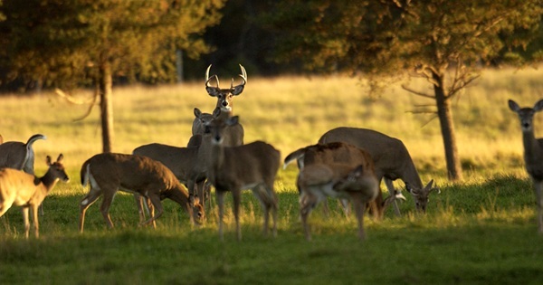 a group of white-tailed deer, including a mature, antlered buck, graze in a grassy field as sun lights up the land behind them