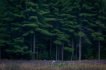 An elk viewing area