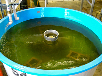 A tank filled with oxytetracycline treatment for walleye tagging.