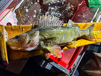 A captured walleye being measured is shown.