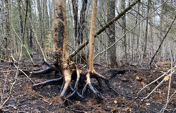 Scene from the Ridge Fire in the Upper Peninsula October 2026