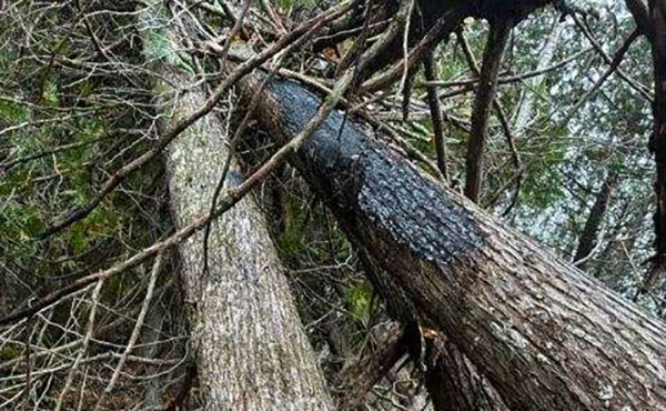 A lightning strike is the confirmed cause of the Black River Fire.