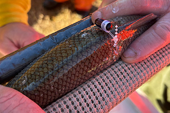 Acoustic telemetry tags are attached to fish near their dorsal fins. Photo courtesy of The Nature Conservancy in Michigan.