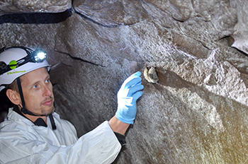 A researcher prepares to pull a bat from a wall inside a cave in the western Upper Peninsula.