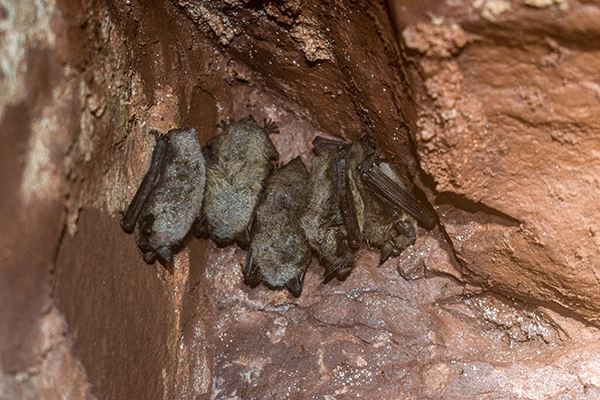 Little brown bats are shown grouped together wintering in a cave in the western Upper Peninsula.