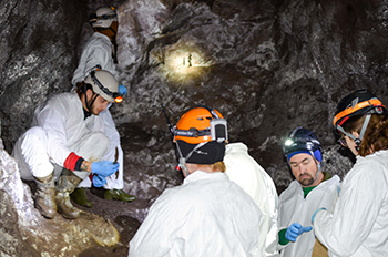 Researchers retrieve bats from a cave to treat them against white-nose syndrome.