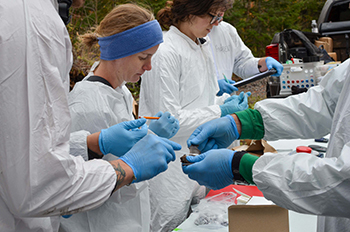 Researchers are shown treating a bat against white nose syndrome.