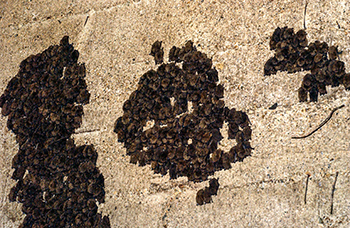 Little brown bats are shown in a wall at Tippy Dam.