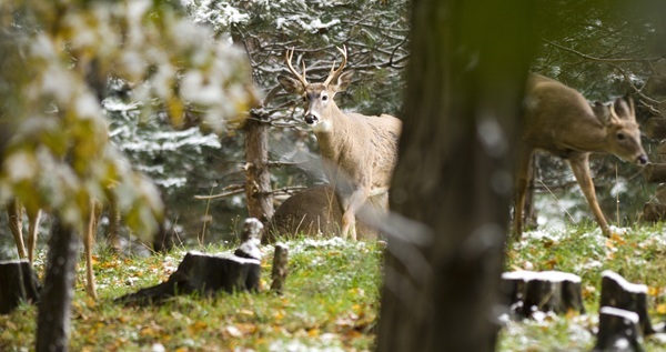 a mature buck and a young buck move through the snow-dusted forest
