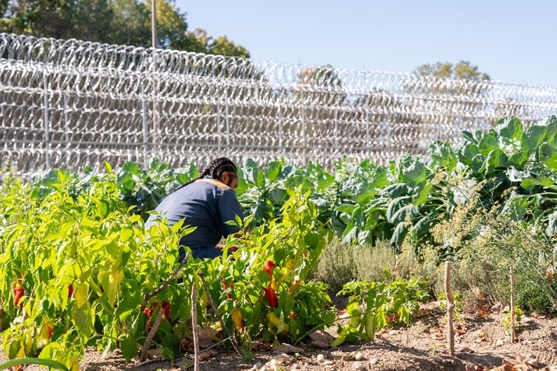 Man working in a vegetable garden