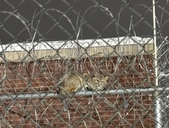 A bobcat at the facility