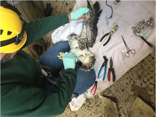 falcon banding