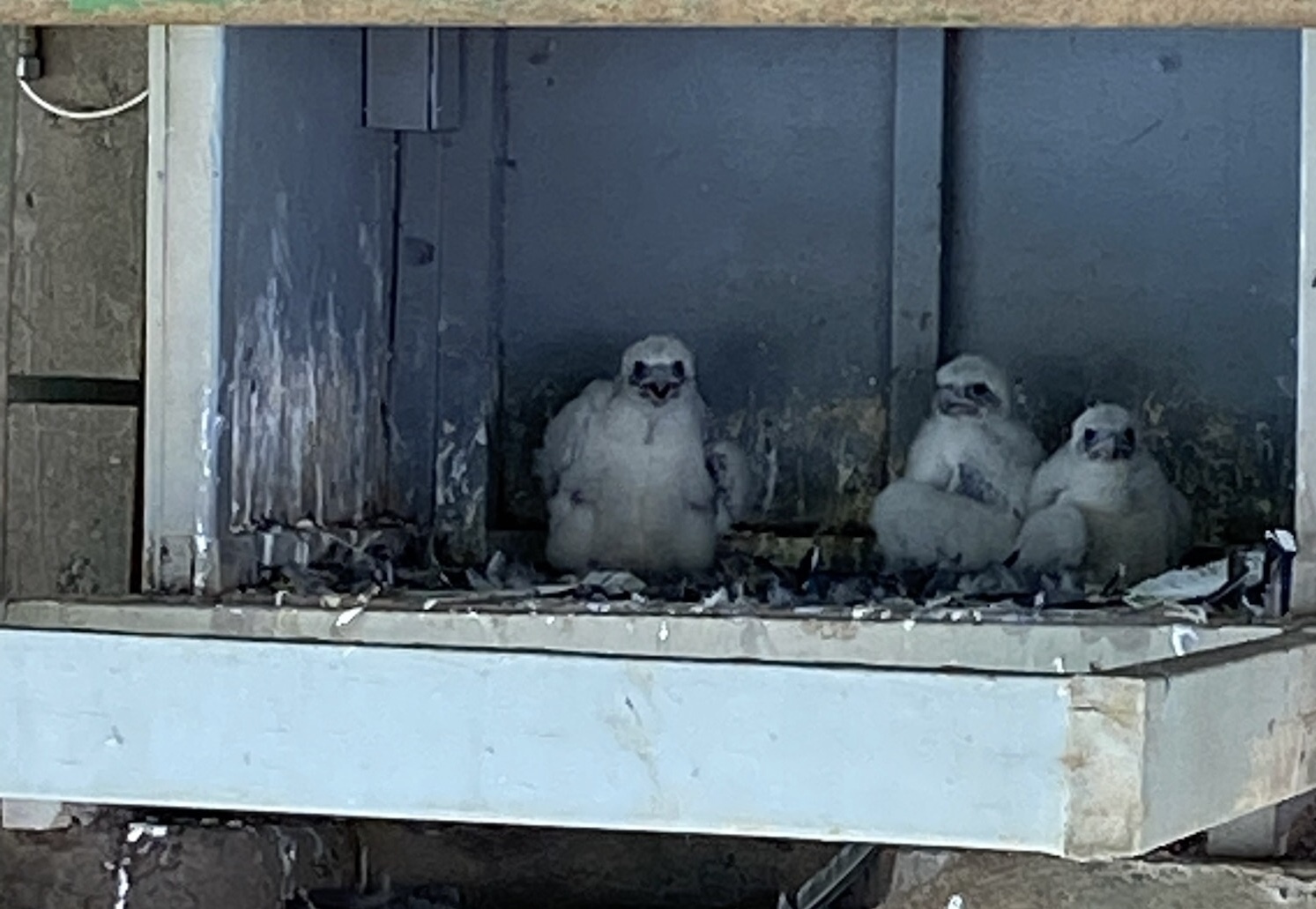 Peregrine 3