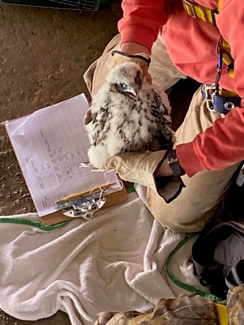 Peregrine 2