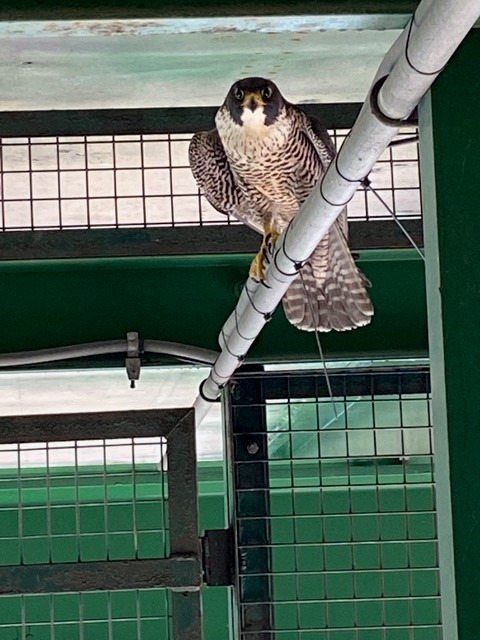 Peregrine 1