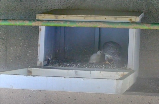 Peregrine falcon and chick