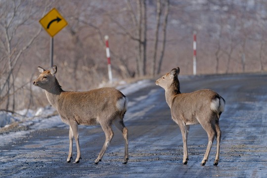 Two deer crossing an overpass