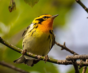 Trails and Sanctuaries Perfect for Bird Watching in Michigan