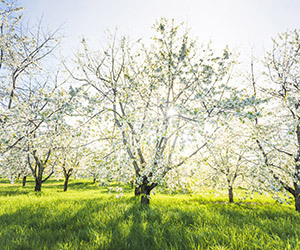 It?s All About the Cherry Blossoms