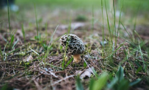 4 Fun(gi) Facts About Morel Mushrooms in Michigan