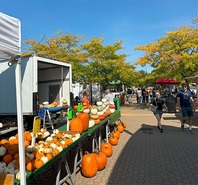 Pumpkins line tables with yellow leaves on trees in the background.