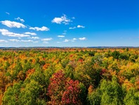 Fall color in a forest. 