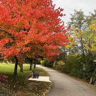 A fall tree along a paved path.