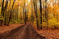 A trail in a fall forest.