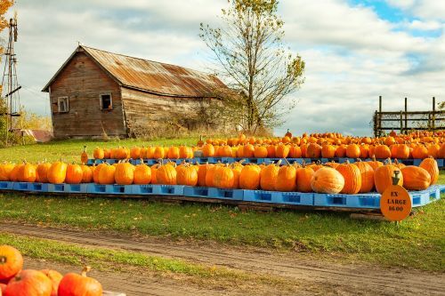 A selection of large pumpkins on a farm in Cadillac.
