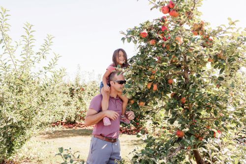 A man holding a girl on his shoulders to pick an apple off a tree. 