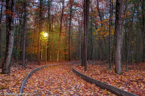 A lit fall trail covered with leaves at night. 