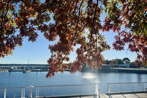A tree with fall foliage beside a marina in the Traverse City area.